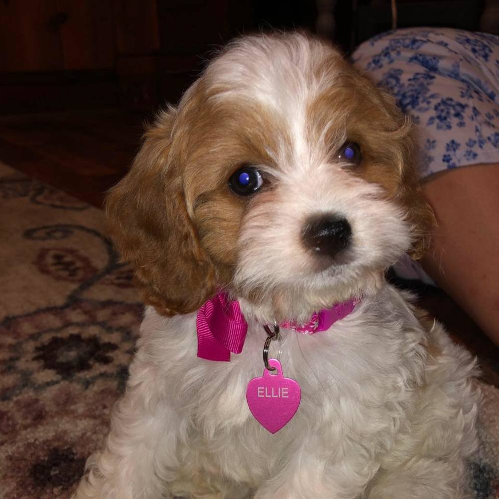 Meet your Posher, Harley